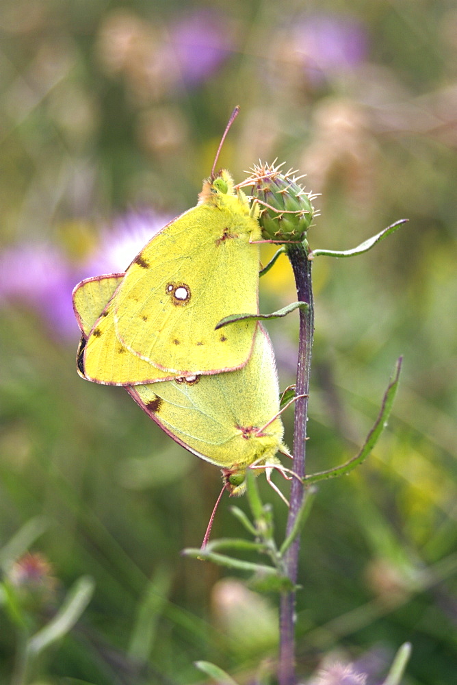 Clouded Yellow Butterflies mating (Colias croceus). Jersey, British Channel Islands, UK