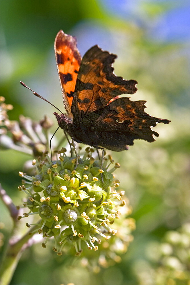 Comma Butterfly (Polygonia c-album). Sark, British Channel Islands, UK