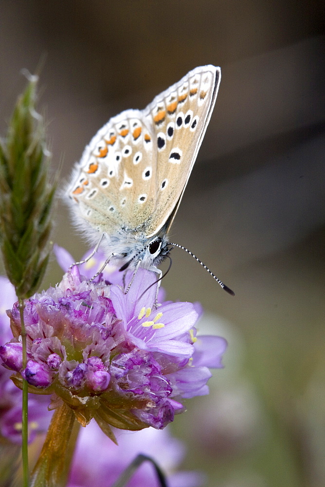 Common Blue Butterfly (Polyommatus icarus). Sark, British Channel Islands, UK