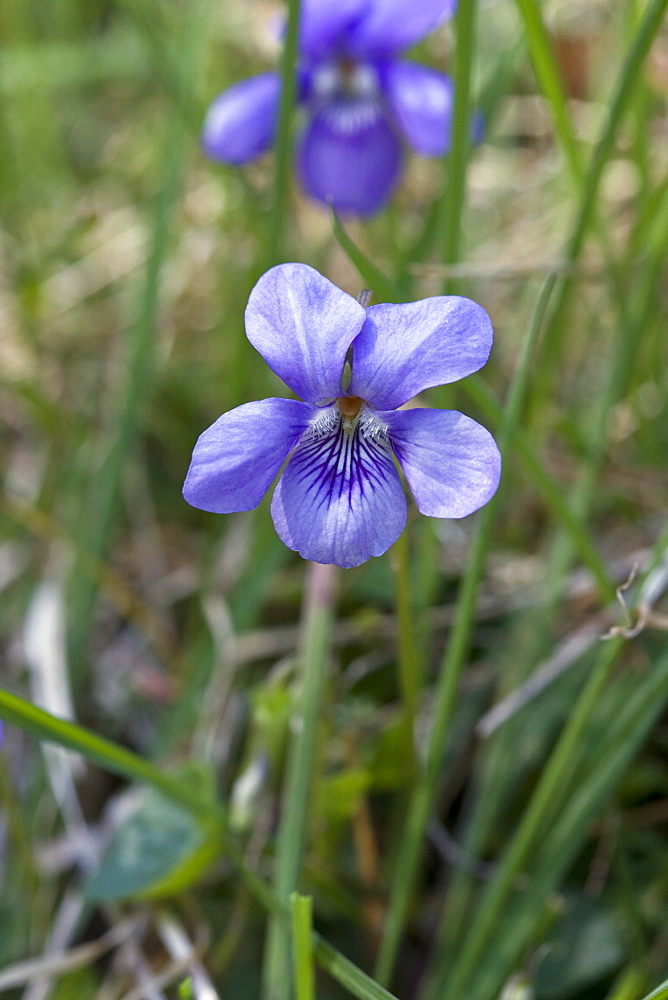 Common Dog Violet (Viola riviniana). Sark, British Channel Islands, UK