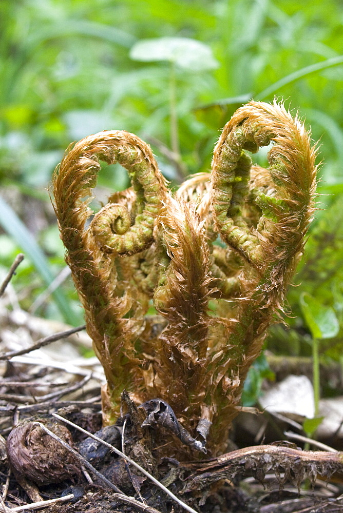 Fern uncurling (Dryopteris sp). Dixcart Woods, Sark, British Channel Islands, UK