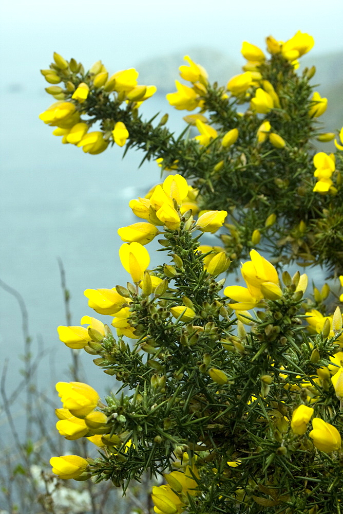 Gorse (Ulex europaeus). West Coast, Sark, British Channel Islands, UK