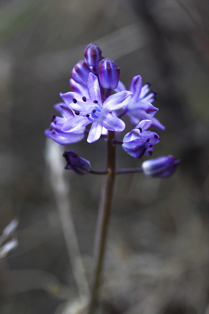 Autumn Squill (Scilla autumnalis). Sark British Channel Islands, UK