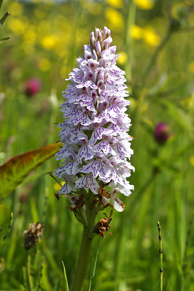 Marsh Orchids (Dactylorhiza sp). Jersey, British Channel Islands, UK