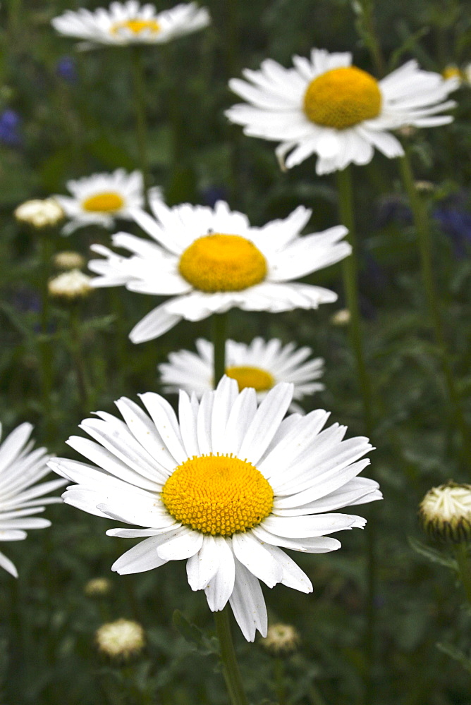 Ox-eye daisy (Leucanthemum vulgare). Sark British Channel Islands, UK