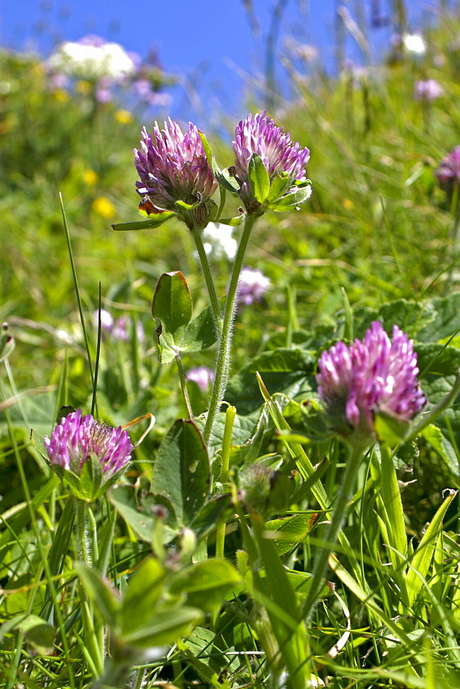 Red Clover (Trifolium pratense). Sark British Channel Islands, UK