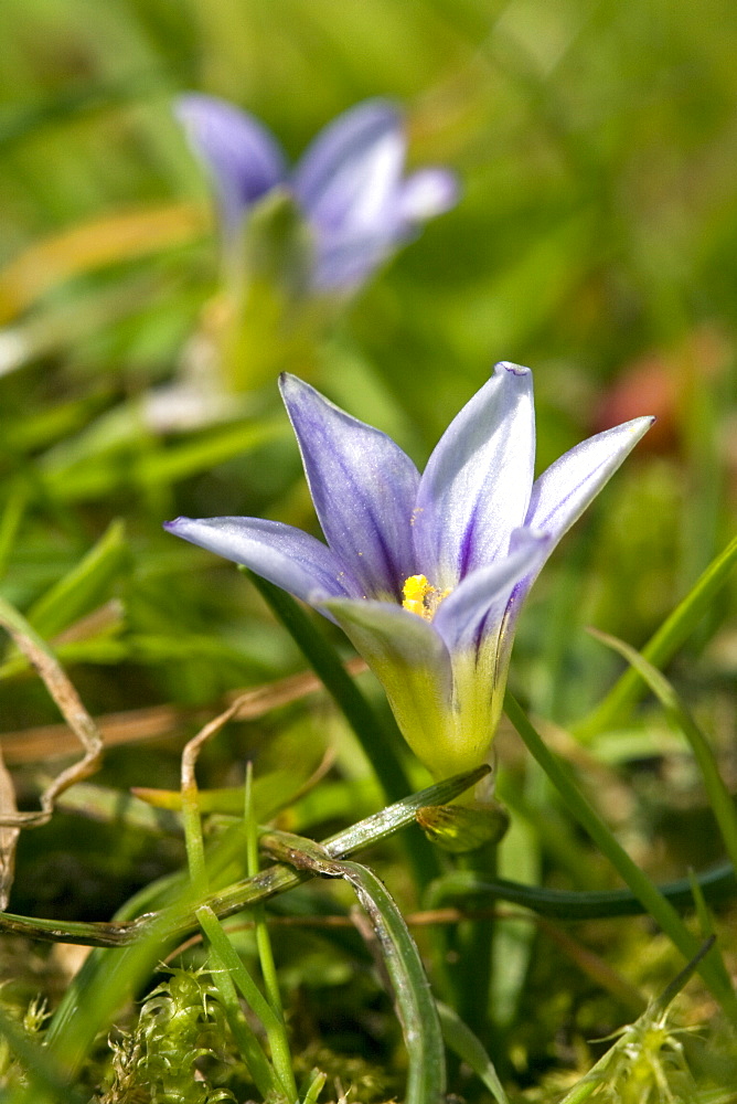 Sand Crocus. La Seigneurie, Sark, British Channel Islands, UK