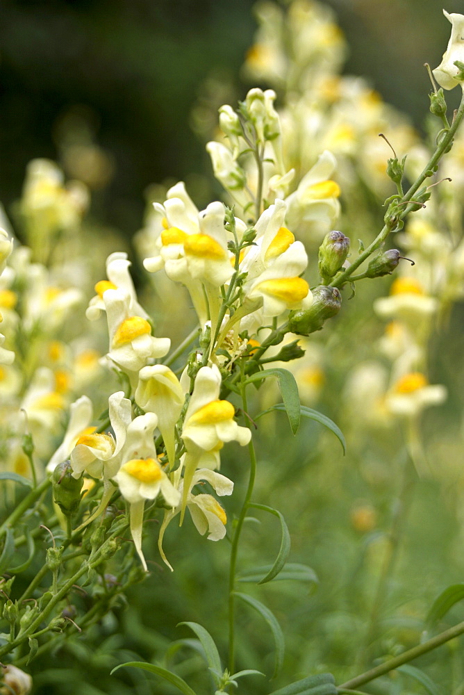 Toadflax  Common (Linaria vulgaris). Jersey, British Channel Islands, UK