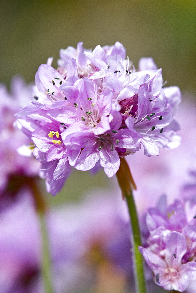 Thrift  (Armeria maritima ssp maritima). Sark, British Channel Islands, UK