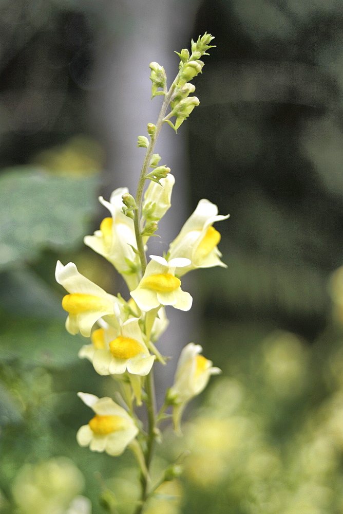 Toadflax  Common (Linaria vulgaris). Jersey, British Channel Islands, UK