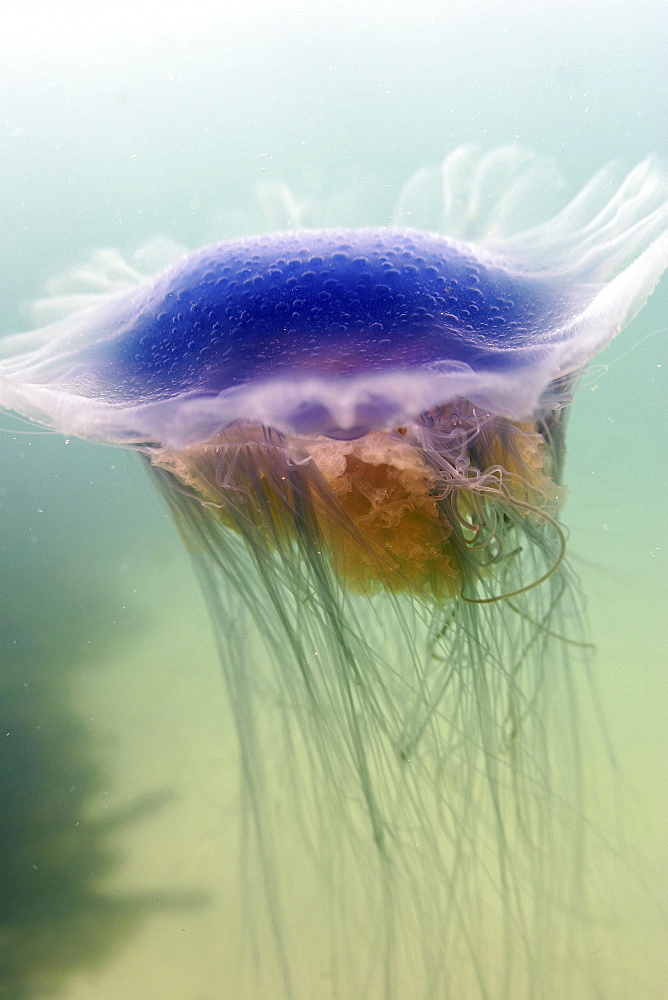 Jellyfish (Cyanea lamarckii). UK   (RR)