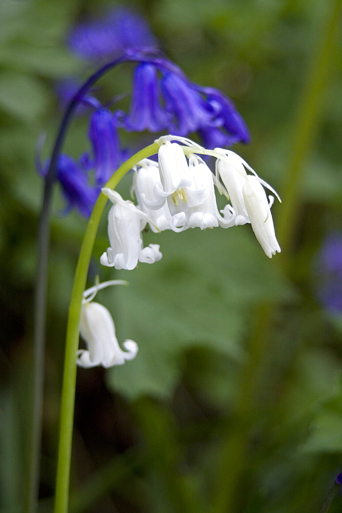 Bluebell, white (Hyacinthoides non-scripta). Dixcart Woods, Sark, British Channel Islands, UK