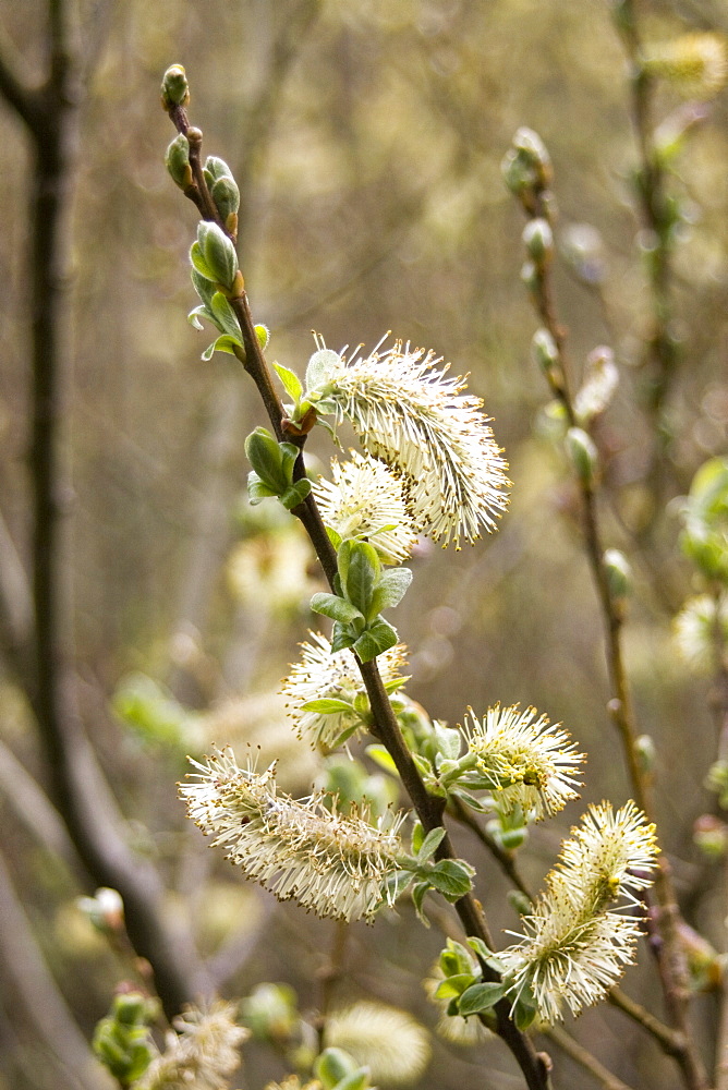 Willow catkins (Salix sp). Dixcart Woods, Sark, British Channel Islands, UK