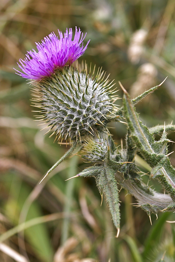 Woolly Thistle (Cirsium eriophorum). Sark British Channel Islands, UK