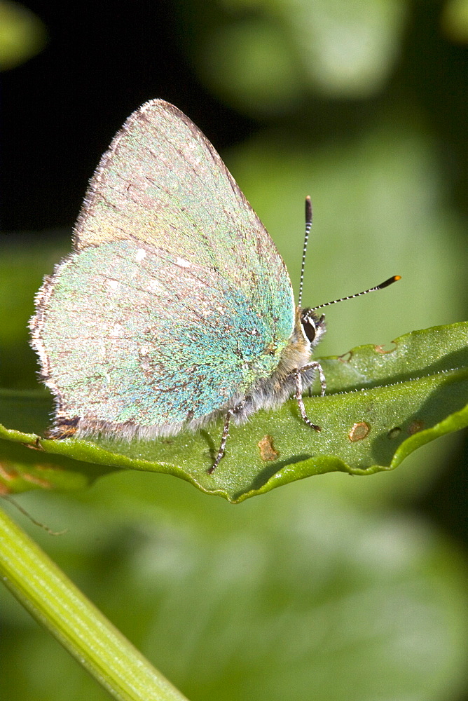 Green Hairstreak butterfly Callophrys rubi. Sark, British Channel Islands