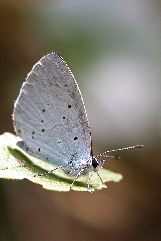 Holly Blue. Eperquerie Common, Sark, British