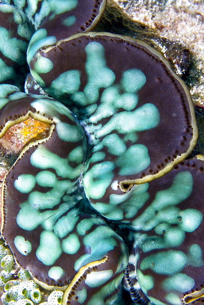 Giant Clam Tridacna sp. Gili Islands, Lombok, Indonesia