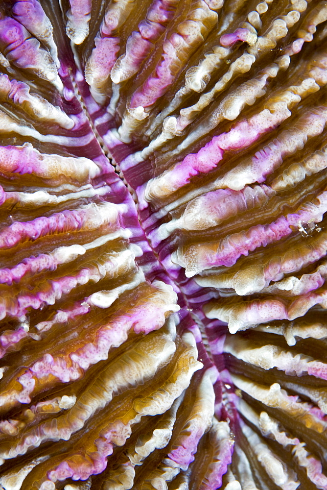 Mushroom Coral Fungi sp.. Gili Islands, Lombok, Indonesia