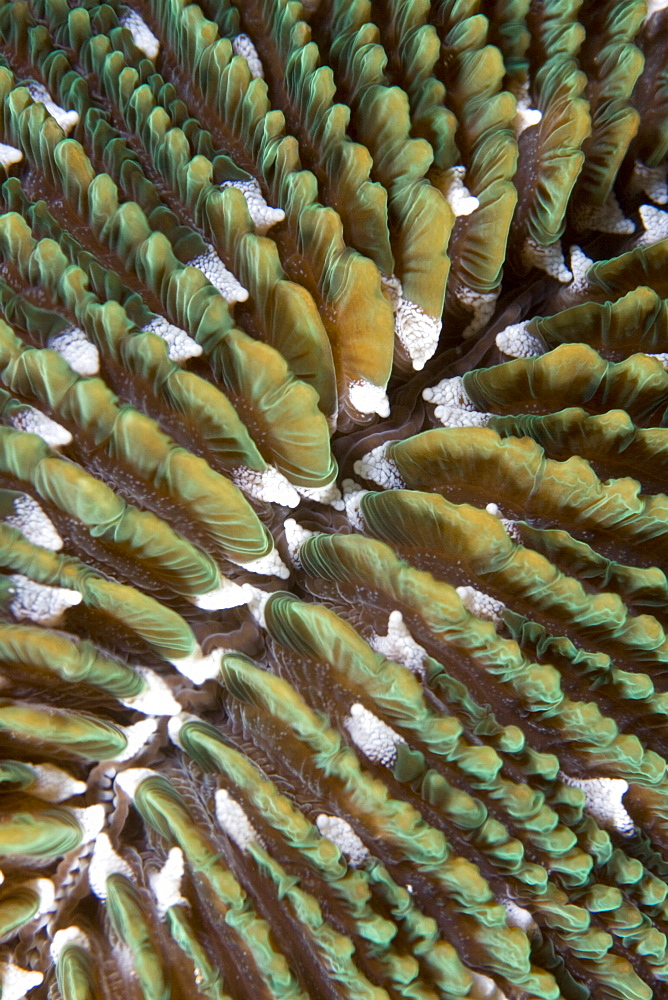 Mushroom Coral Fungi sp.. Gili Islands, Lombok, Indonesia