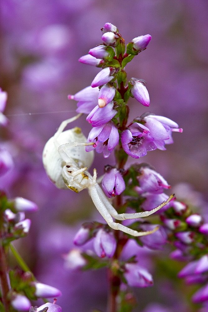 Crab Spider Misumena vatia. Eperquerie Common, Sark, British