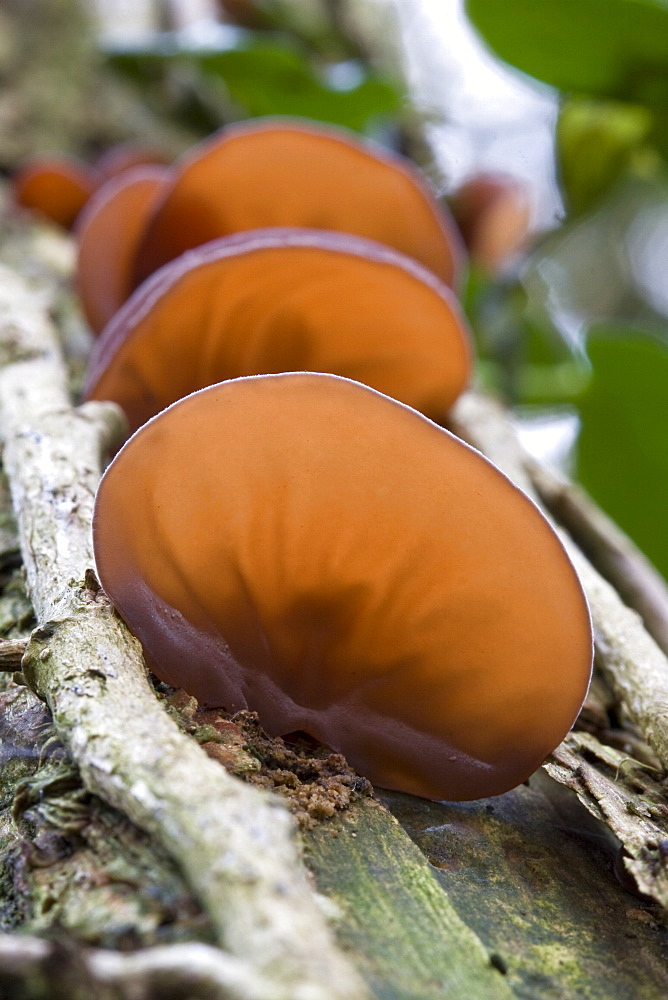 Jelly Ear  Auricularia auricula-judae. Dixcart Woods, Sark, British Channel Islands