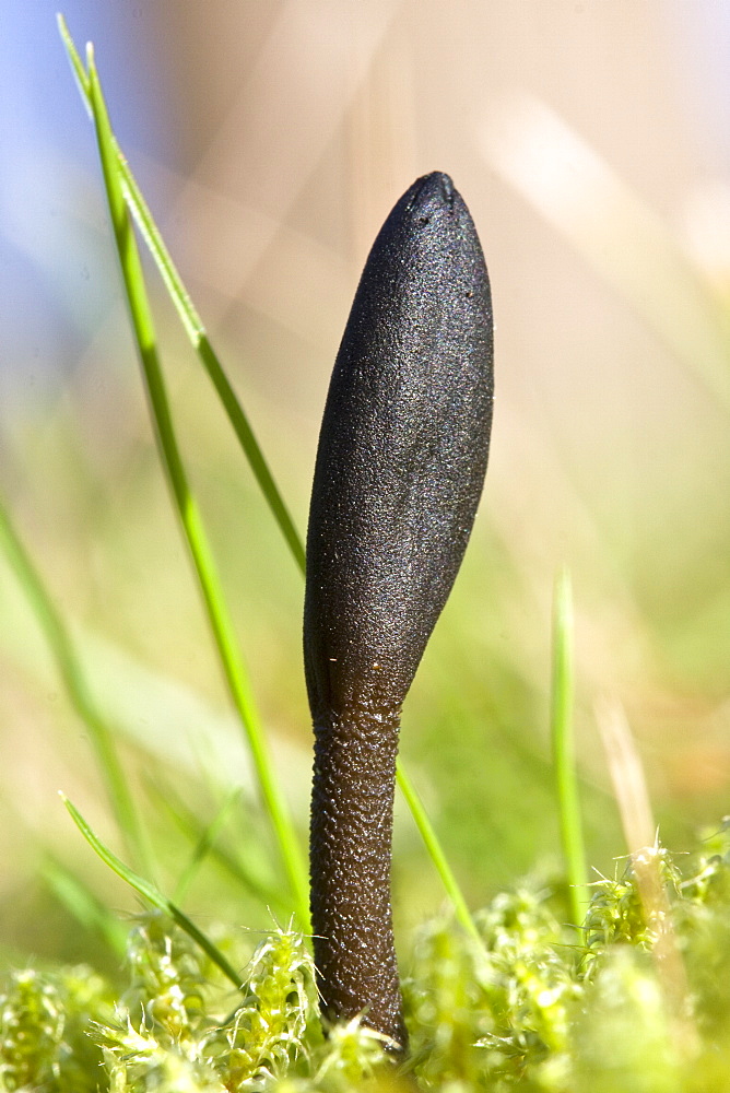 Hairy Earth Tongue Trichoglossum hirsutum. La Seigneurie, Sark, British Channel Islands