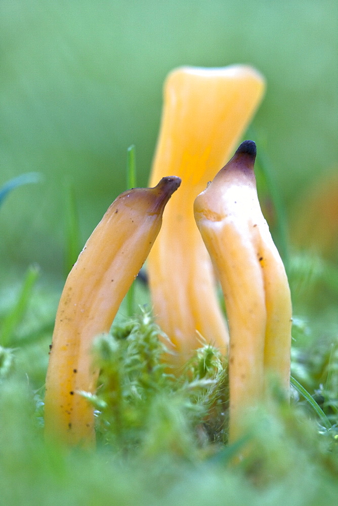 Apricot Club Clavulinopsis luteoalba?. La Seigneurie, Sark, British Channel Islands