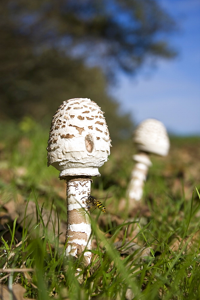 Parasol Mushrooms (Macrolepiota procera). Sark, British Channel Islands