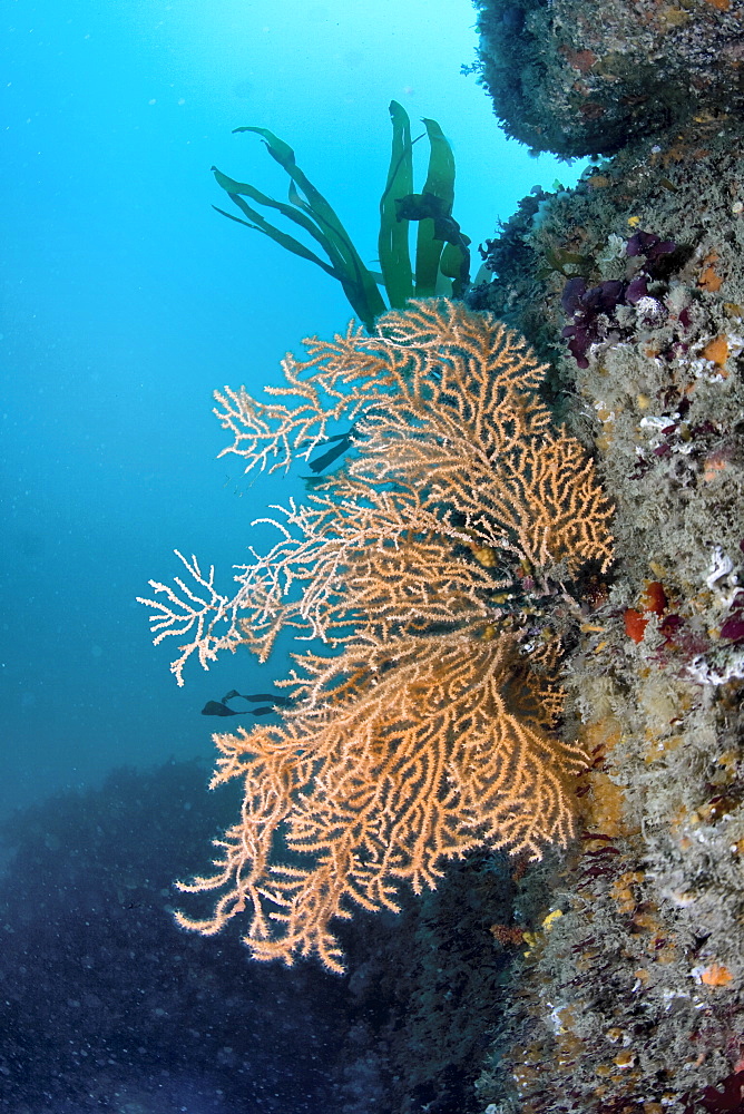 Pink Sea Fan  Eunicella verrucosa