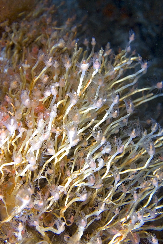 Oatenpipe Hydroid Tubularia indivisa