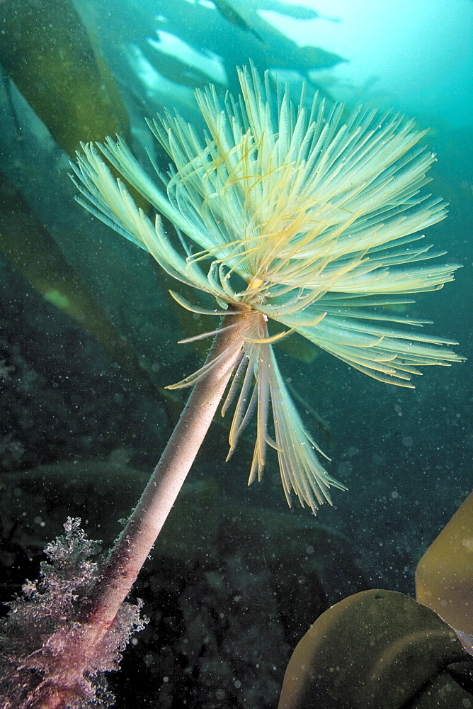 Sabellid tube worm