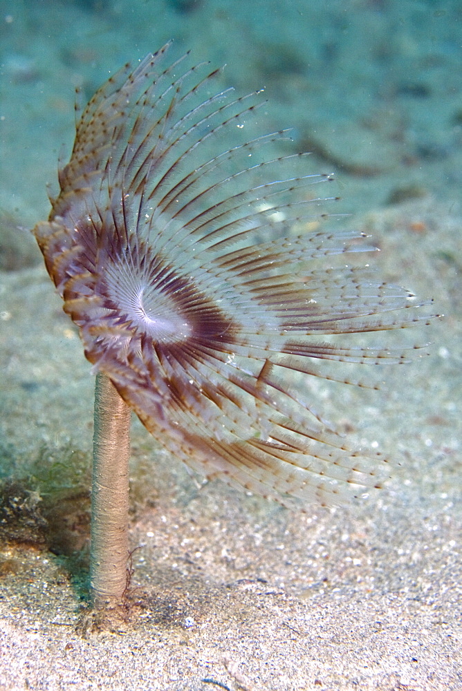 Peacock Tube Worm sabella pavonina