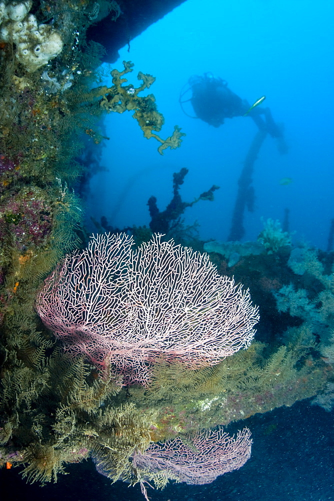 Coral growth on ship wreck