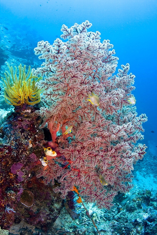 Sea Fan Gorgonian