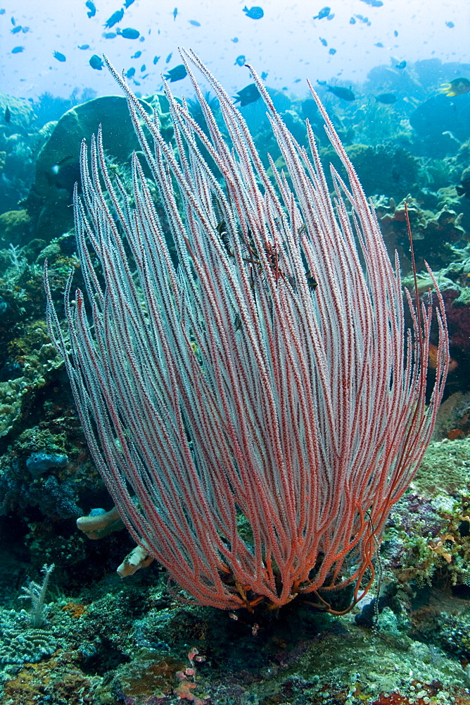 Coral Ctenocella sp