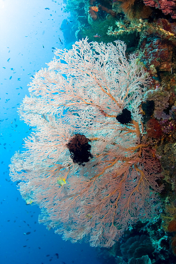 Sea Fan Subergorgia sp