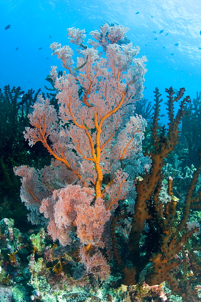 Sea Fan Melithaea sp