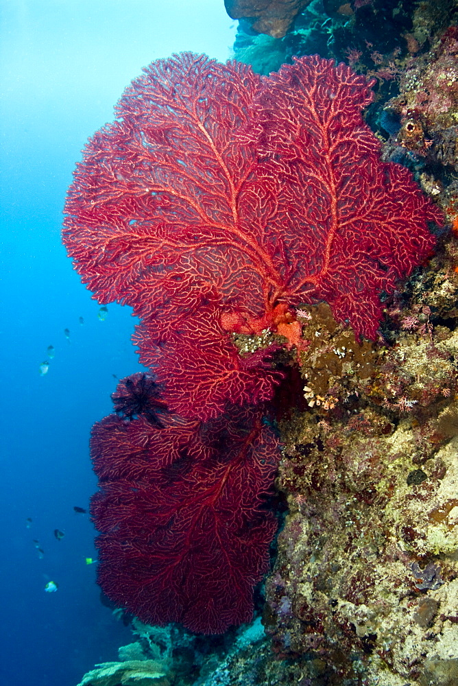 Fan coral Gorgonian