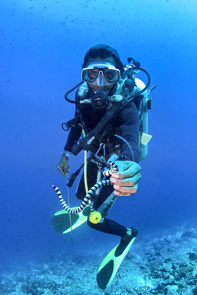 Diver and Banded Sea Snake Laticauda colubrina