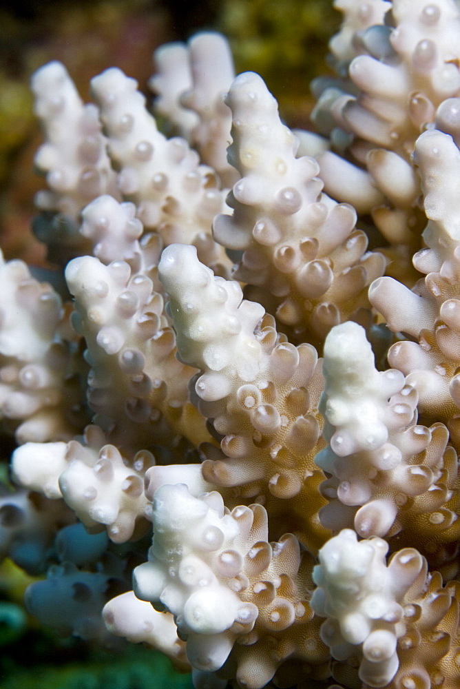 Hard branching coral Acropora sp