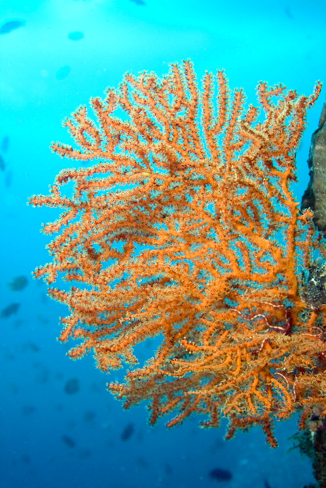 Fan Coral Gorgonian sp