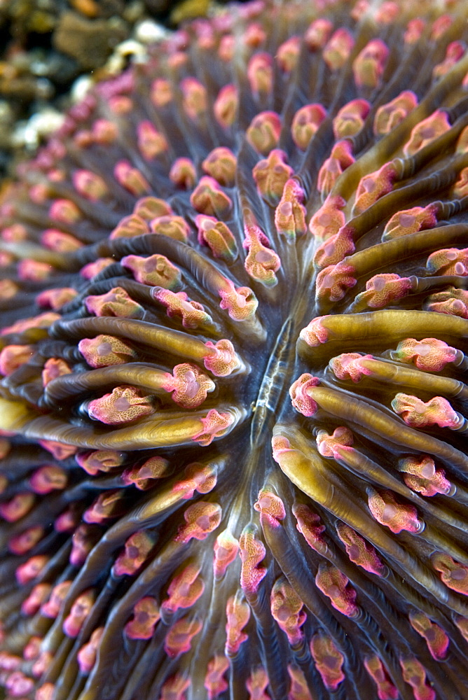 Mushroom Coral Fungia sp