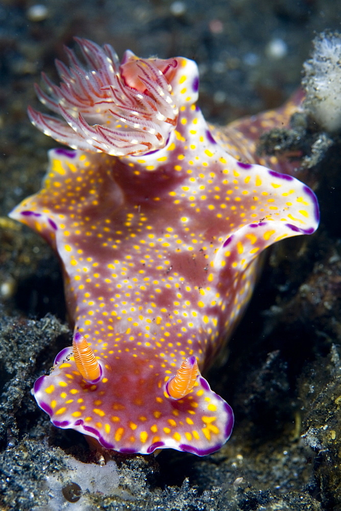 Nudibranch Ceratosoma sp