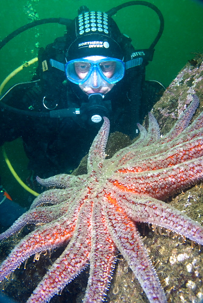 Scuba diver underwater looking at starfish