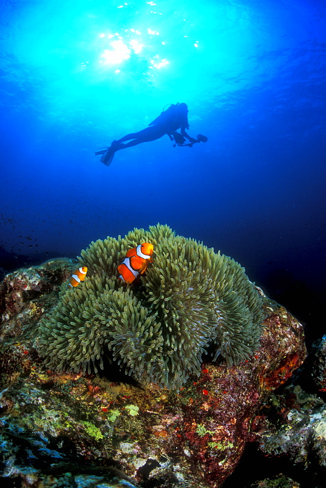 Western Clownfish & diver. Similans, Thailand