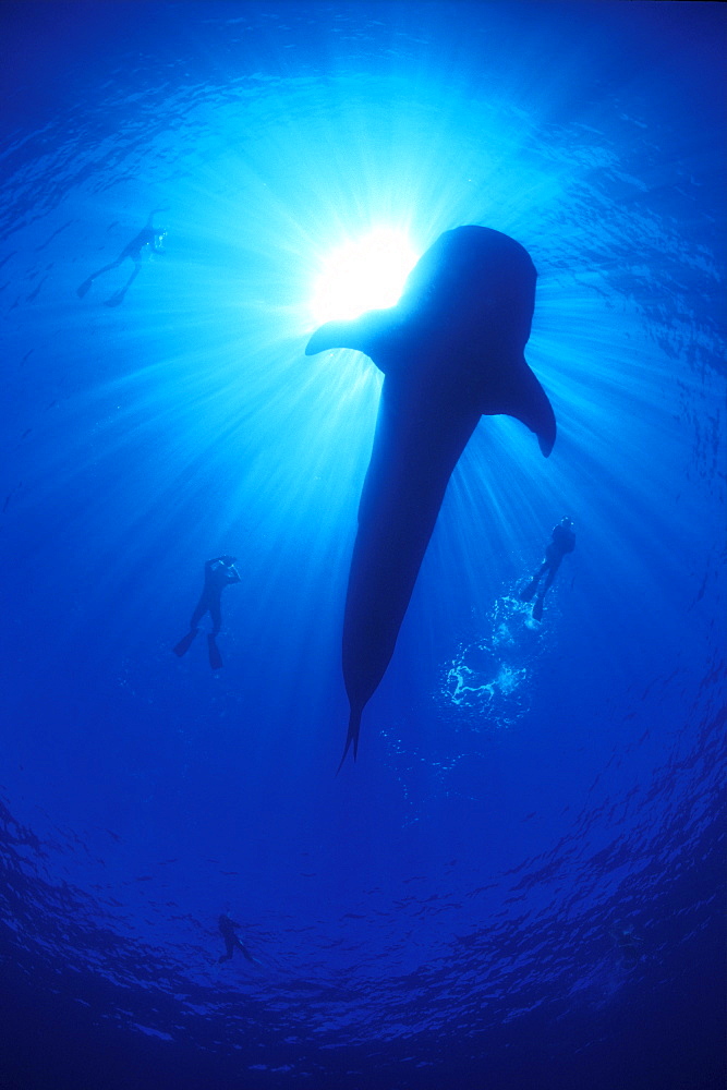 Whale Shark & snorkelers. Ningaloo, Australia