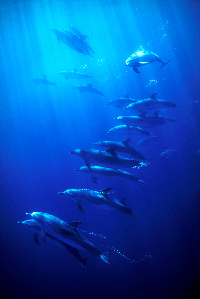 Atlantic Spotted Dolphins (Stenella frontalis). Azores, Portugal, Atlantic.   (rr)