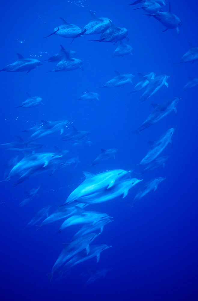 Atlantic Spotted Dolphins (Stenella frontalis). Azores, Portugal, Atlantic