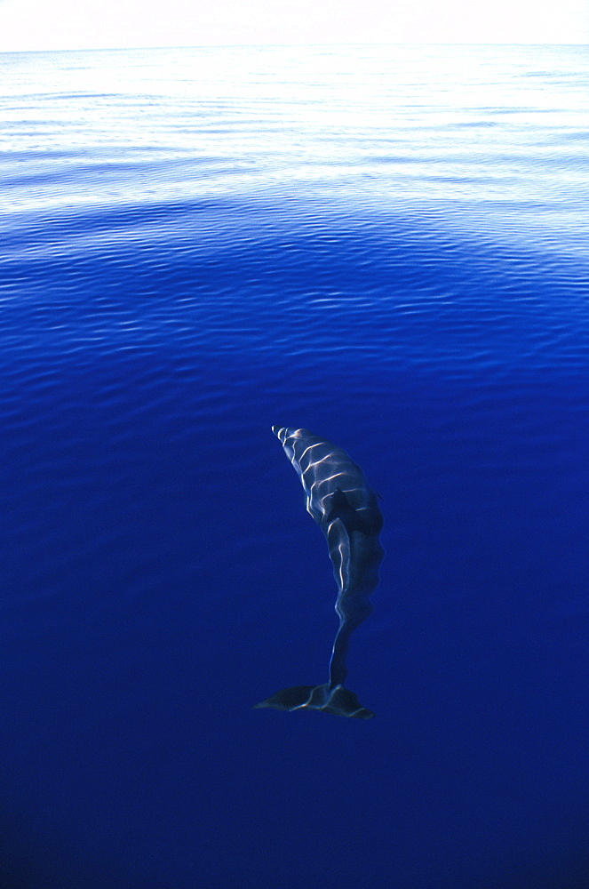 Atlantic Spotted Dolphin (Stenella frontalis). Azores, Portugal.