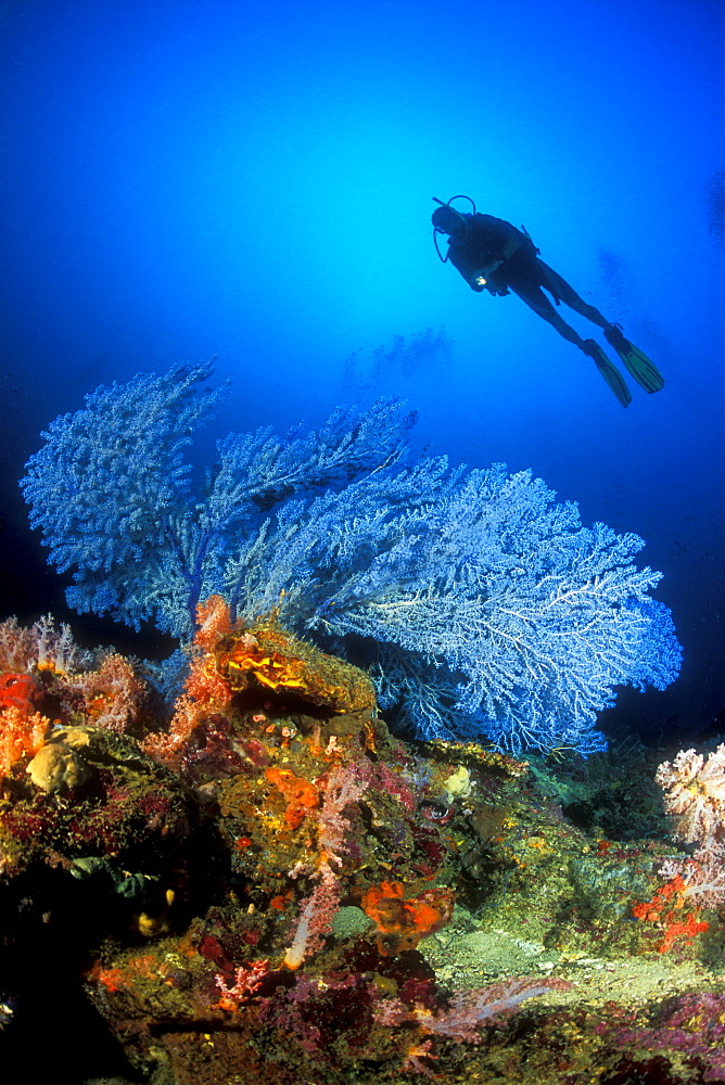 Rare Blue Sea Fan (Acanthogorgia sp.) and diver. Gorontalo, Sulawesi, Indonesia